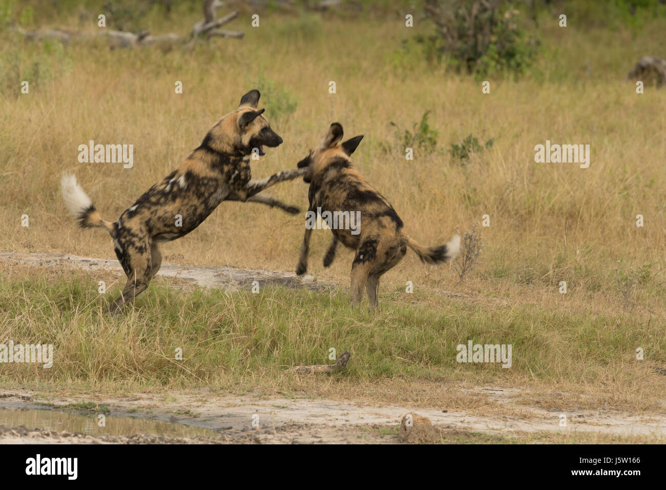 Two Cape hunting dogs also known as African Wild Dogs playing and jumping in the Okavango Delta Botswana Stock Photo