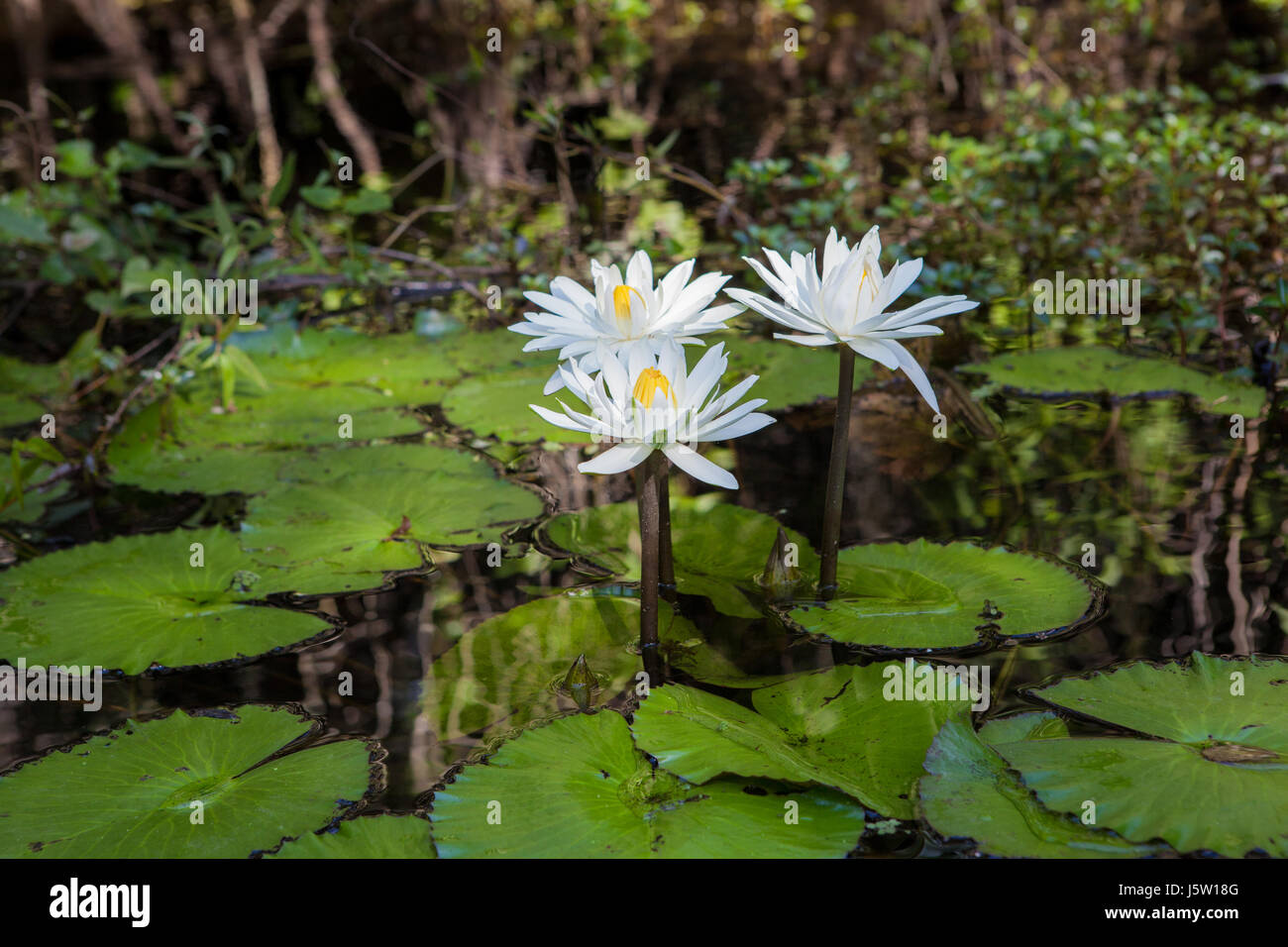 Wild water lillies in the Florida Everglades-Edit Stock Photo