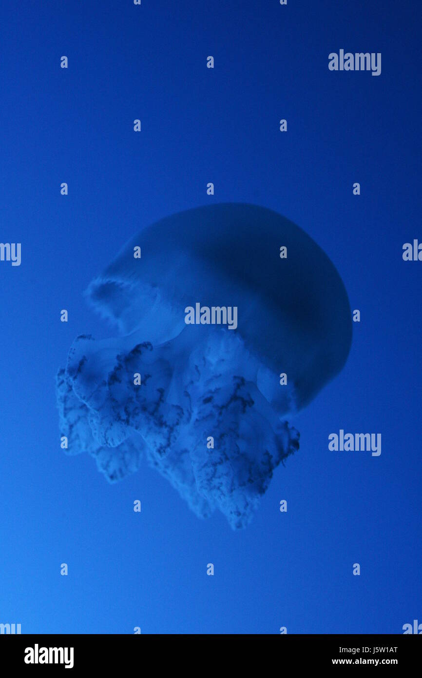 nettle salt water sea ocean water jellyfish blue animal underwater under hollow Stock Photo
