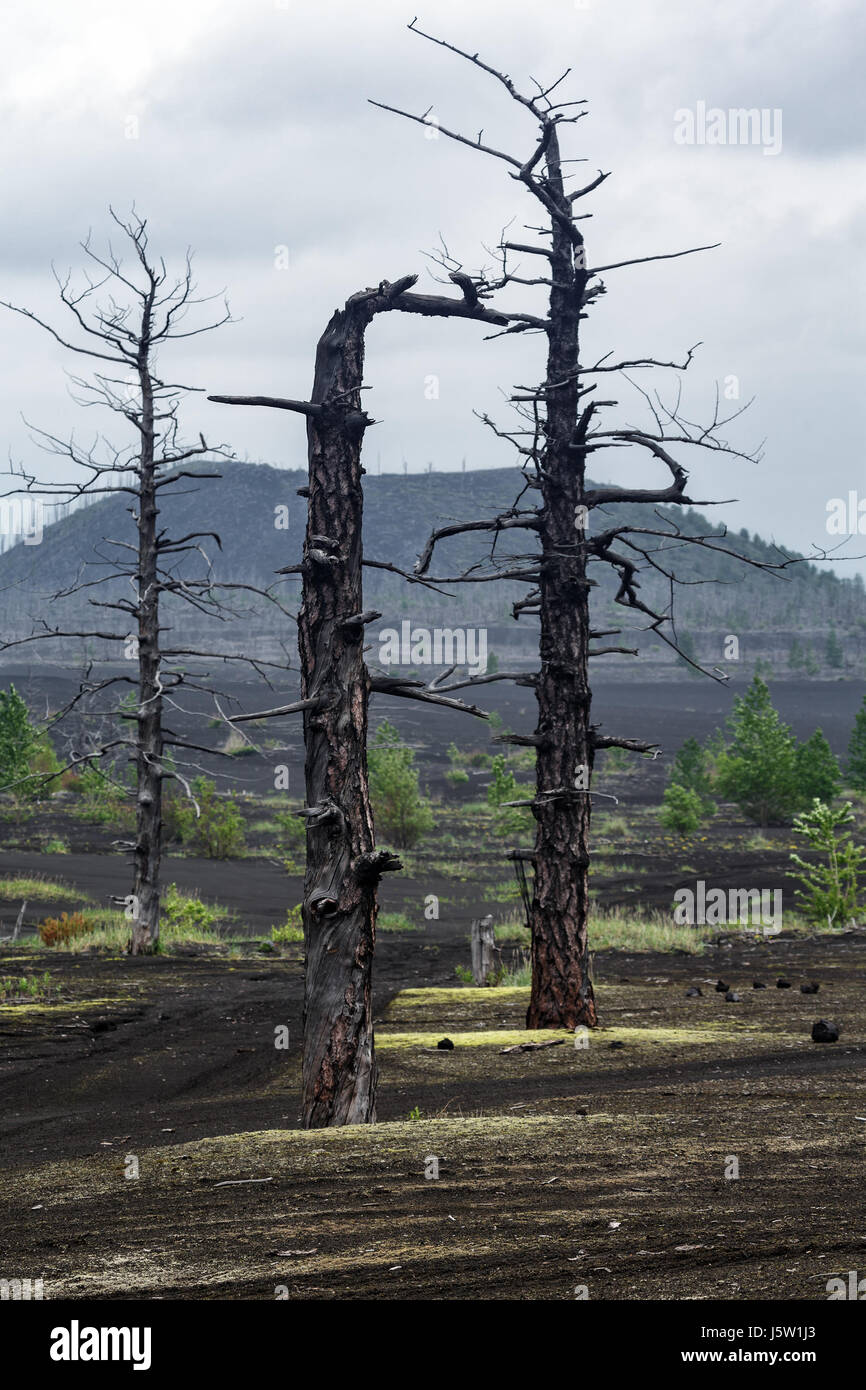 Kamchatka volcanic landscape: burnt trees (larch) on volcanic slag and ash in Dead Wood (Dead Forest) - consequence of natural disaster. Stock Photo