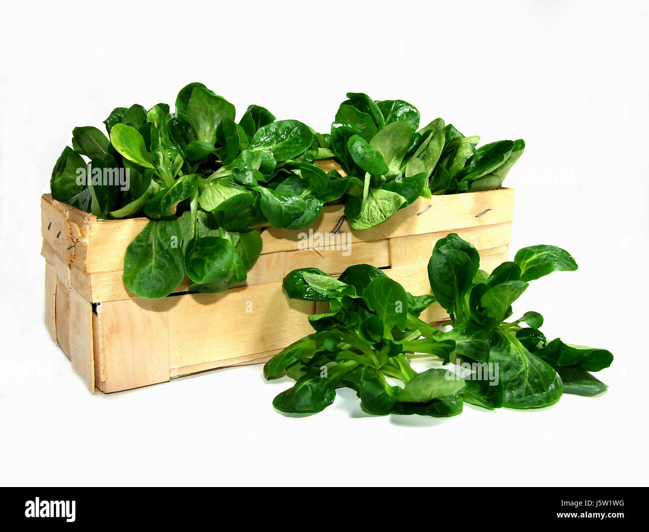 lamb's lettuce salad health vitamins vitamines rich in vitamins lamb's lettuce Stock Photo