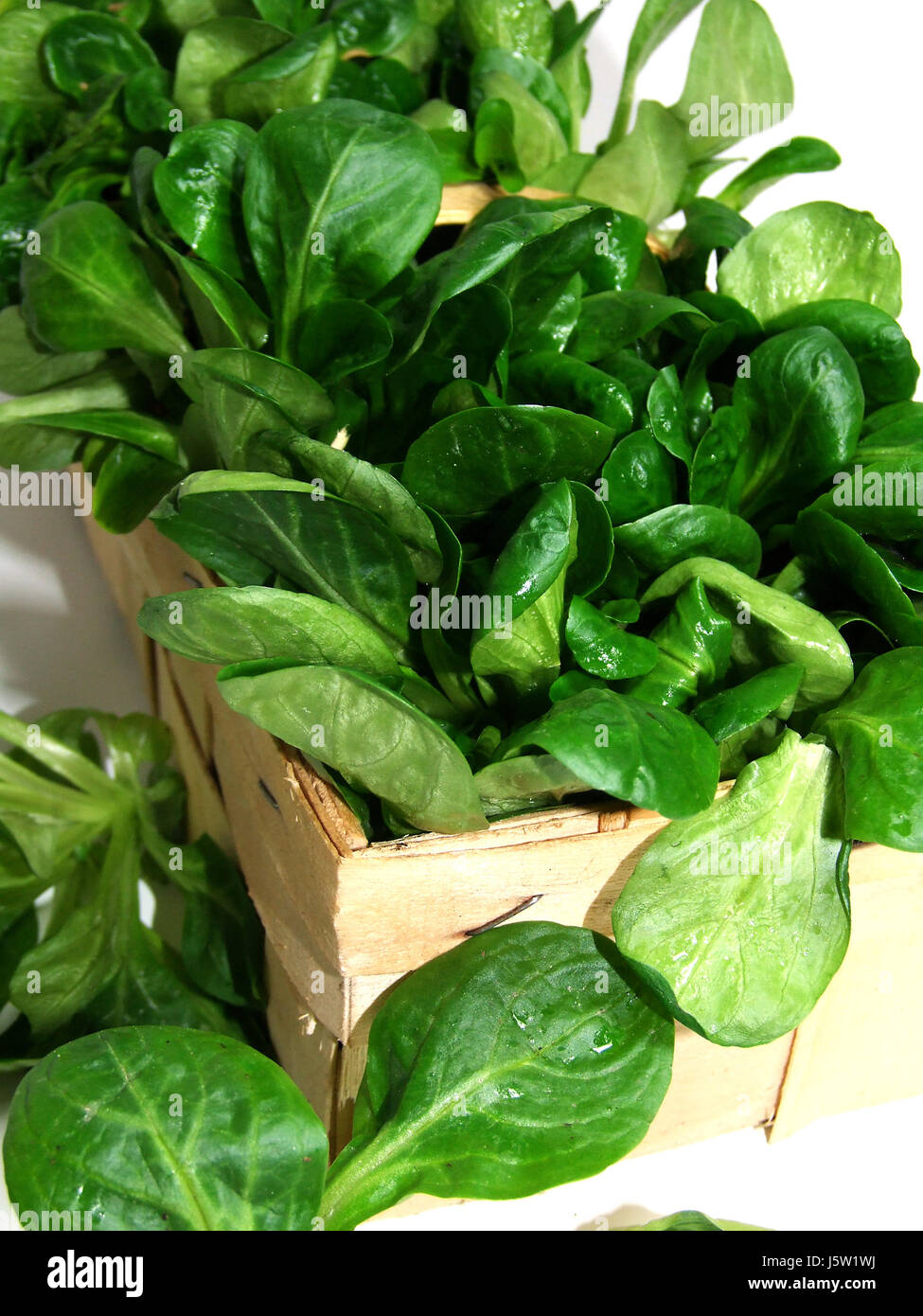 lamb's lettuce Stock Photo