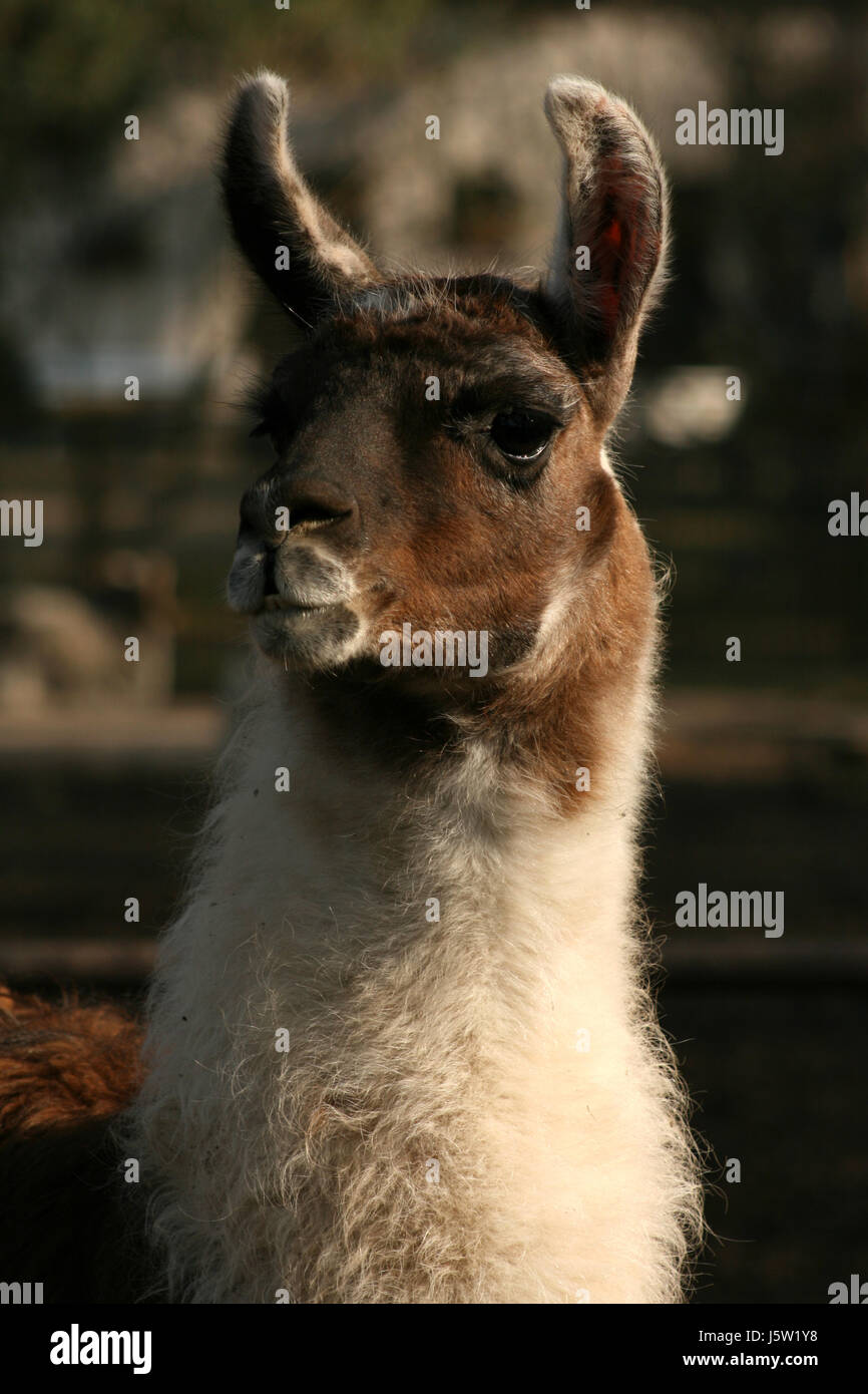 llama head witty paarhufer neuwelt-kamel lama glama wildkamel  schwielensohler Stock Photo - Alamy