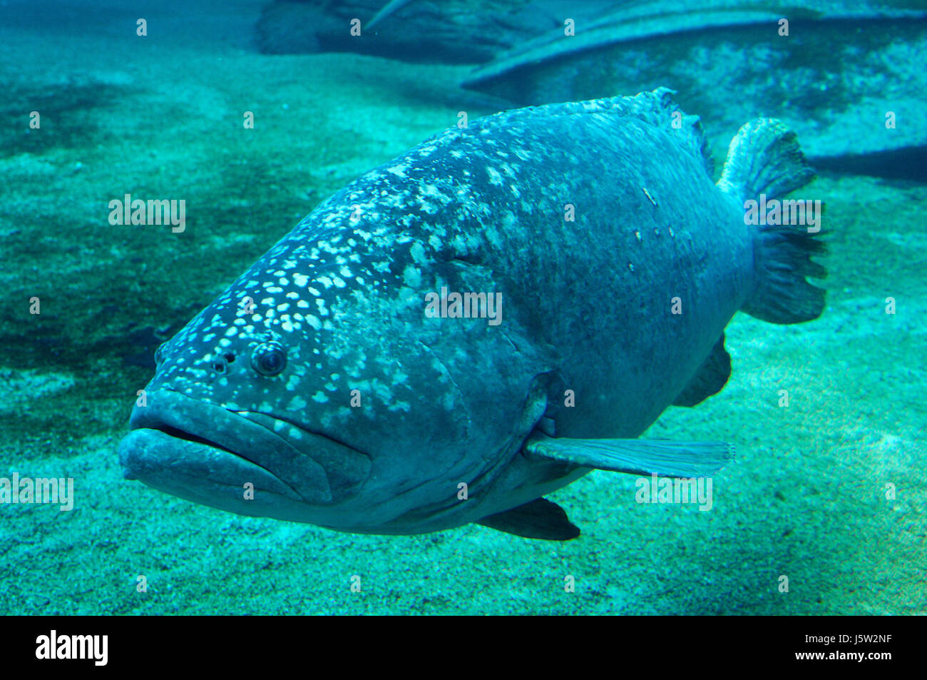 leather grouper Stock Photo