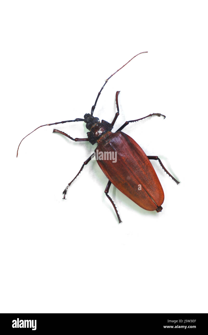 Bogen Insect Abhoren hi-res stock photography and images - Alamy