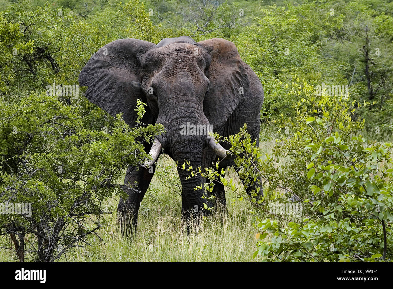 animal africa elephant safari travel animal mammal wild africa elephant tusks Stock Photo