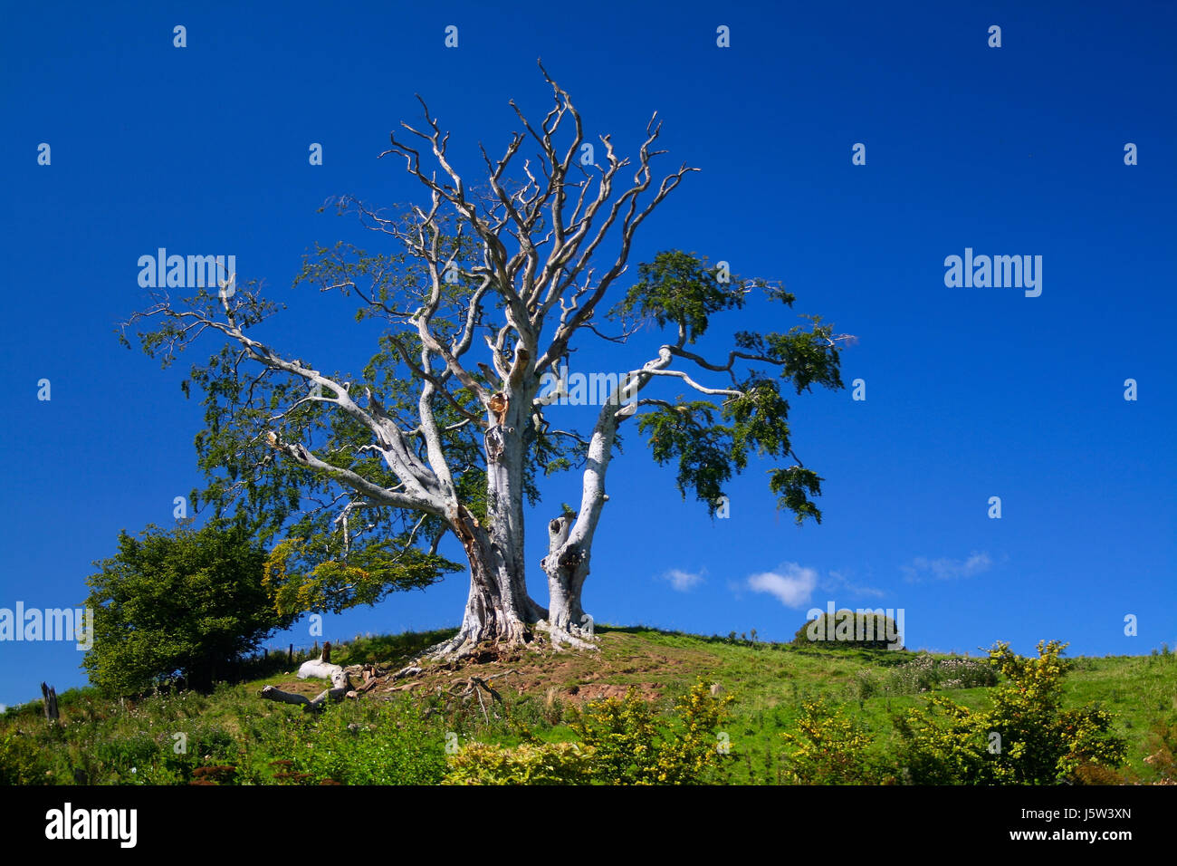 blue tree wood summer summerly dry dried up barren firmament sky nature blue Stock Photo