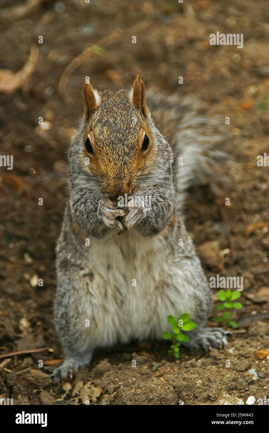 rodent south africa squirrel nut gnaw food aliment animal mammal rodent