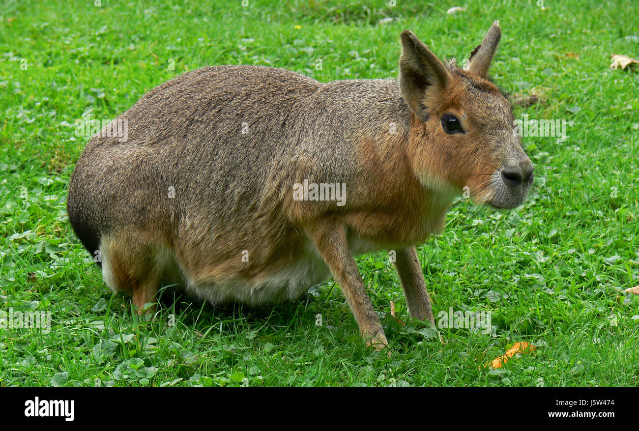 Rodent Look rodent look glancing see view looking peeking looking at to gorge ...