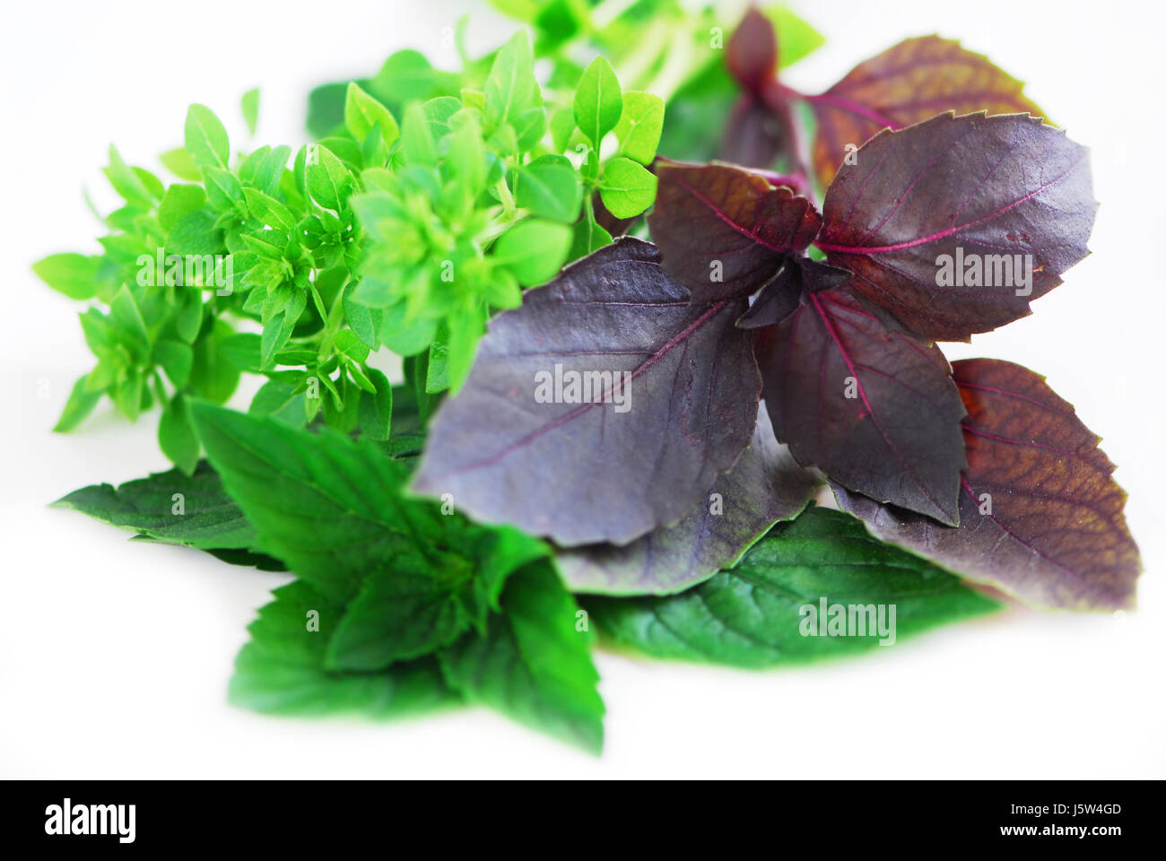 green boil cooks boiling cooking basil ingredient fresh herbs food aliment leaf Stock Photo