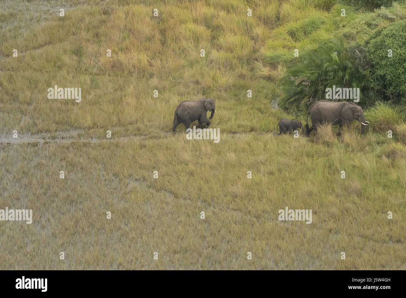 African Elephants in the Okavango Delta in Botswana seen from the air Stock Photo
