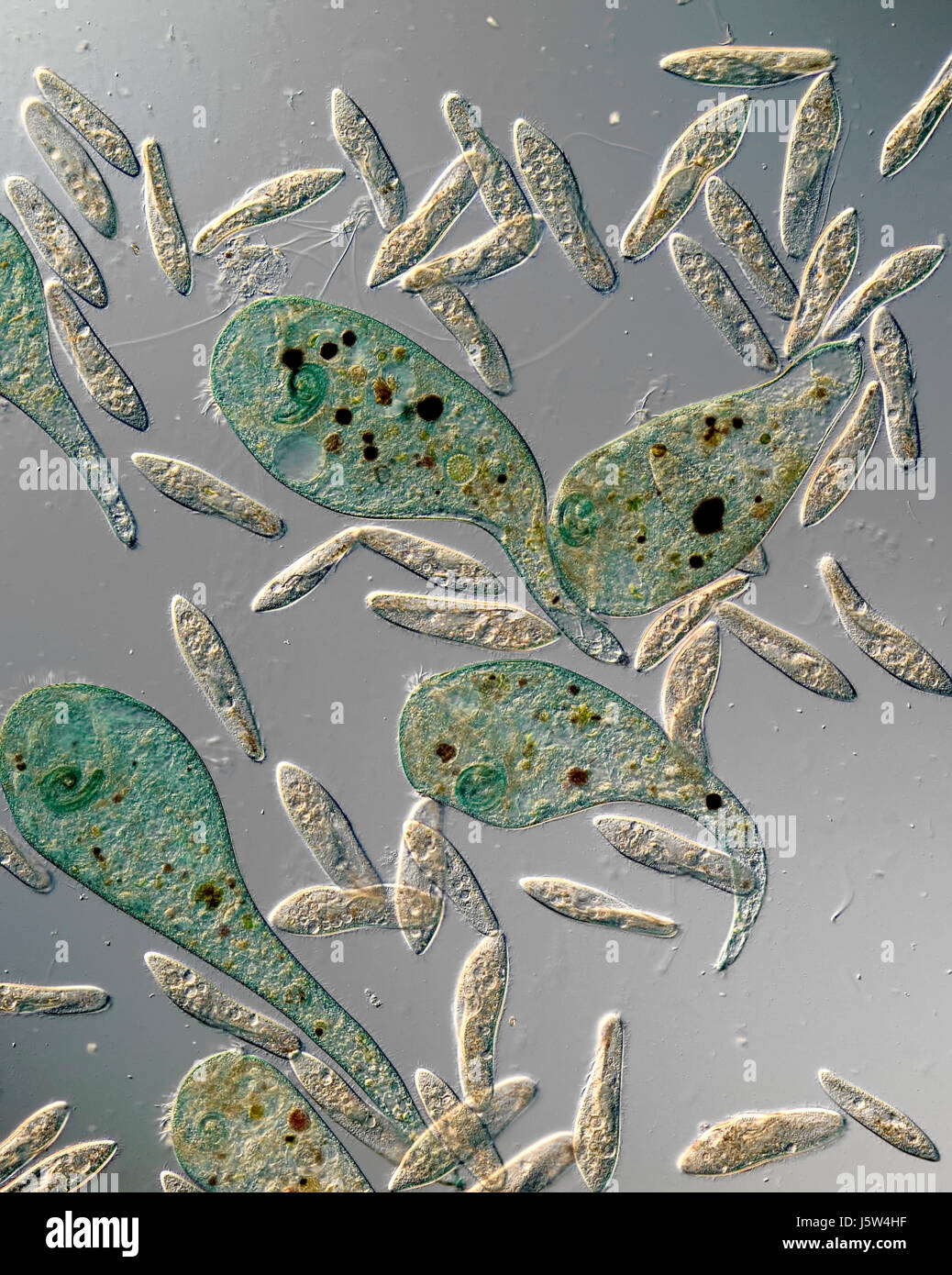 culture cells microscope microscopic einzeller protozoen pantoffeltierchen Stock Photo