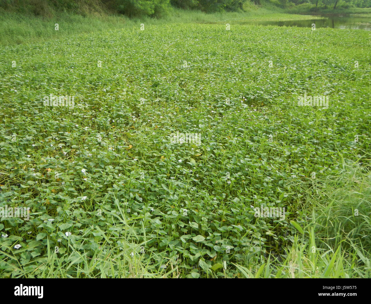0006 Paddy Fields Grasslands Roads Calasag San Ildefonso Lapnit Bulacan