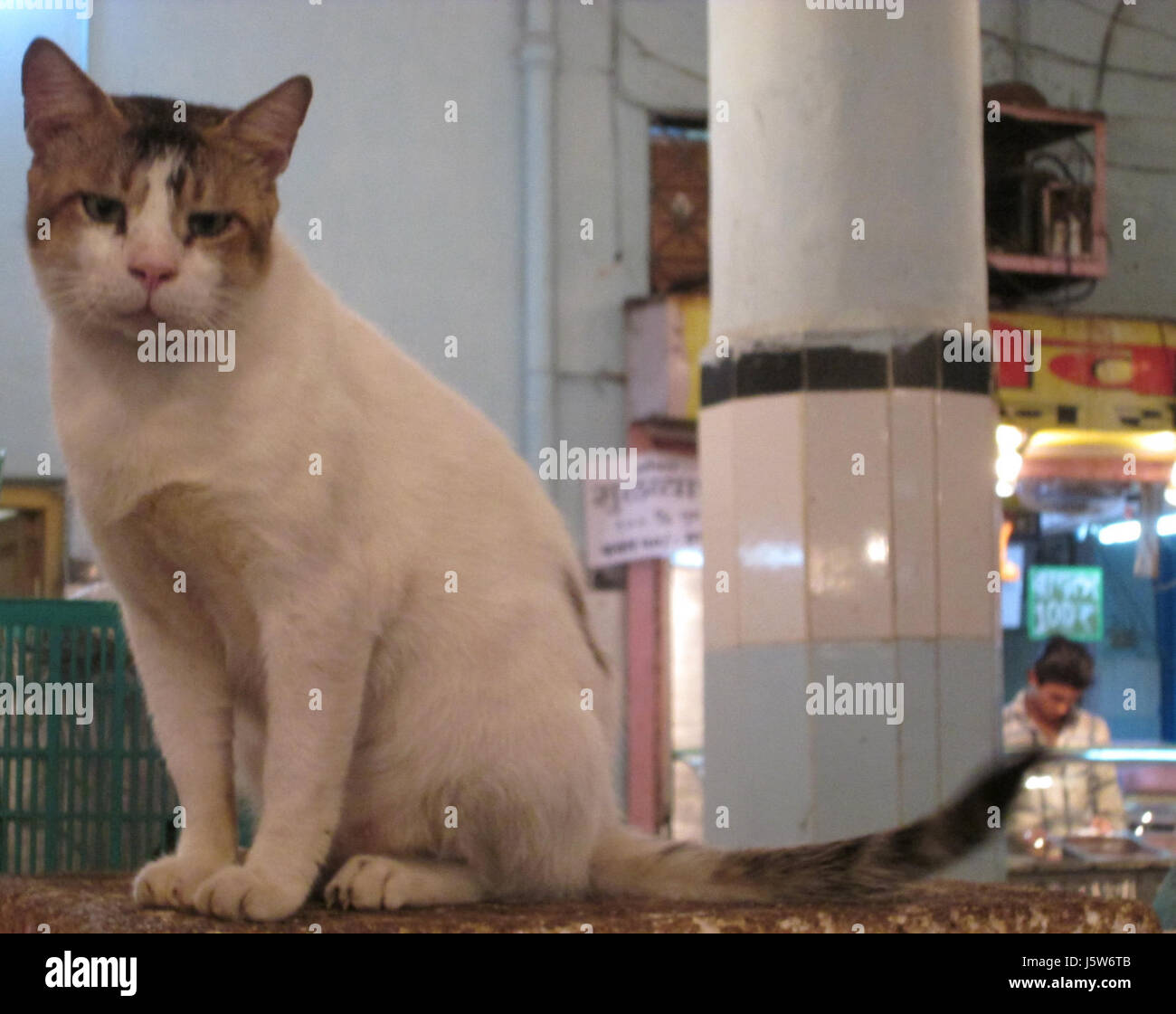 'Radhe' the biggest cat in Worli Fish Market in Mumbai. Stock Photo