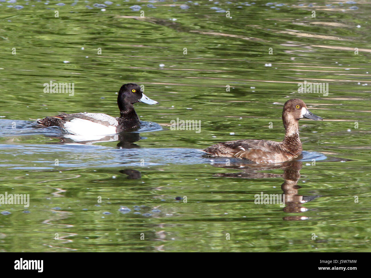 046 - LESSER SCAUP (5-14-13) pena blanca cove, pena blanca lake, scc ...