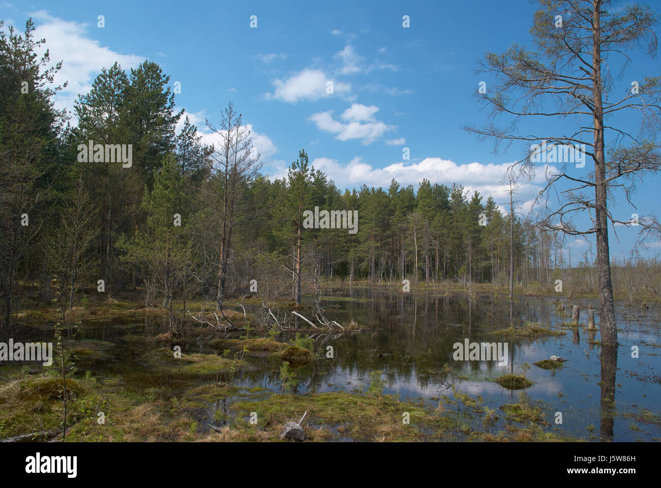 Bog and forest near Peno town, Tver oblast, Russia Stock Photo
