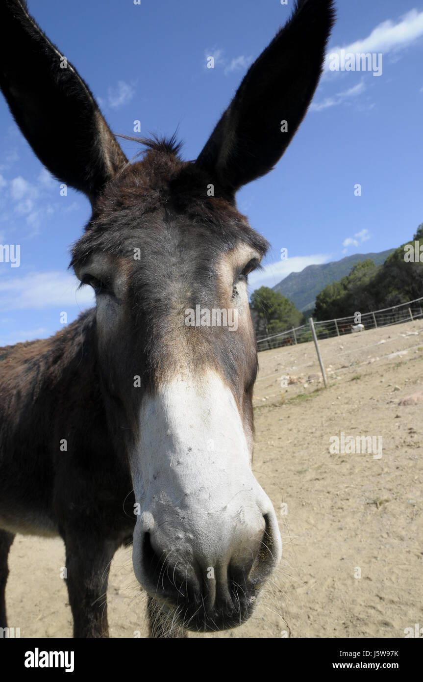 Friendly and has very good memory smarter than horses hi-res stock photography and images - Alamy Friendly and has very good memory smarter than horses hi-res stock photography and images - Alamy