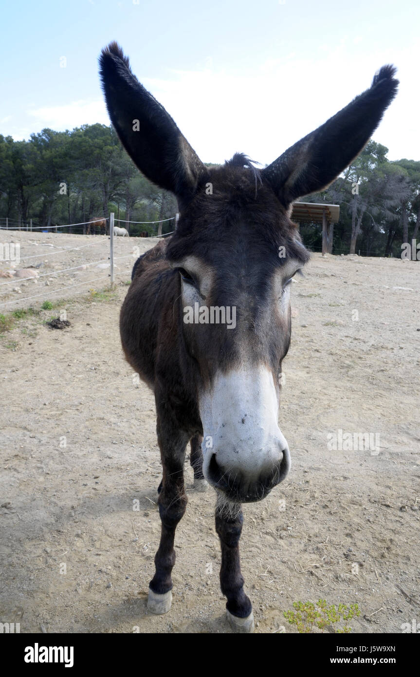Friendly and has very good memory smarter than horses hi-res stock photography and images - Alamy Friendly and has very good memory smarter than horses hi-res stock photography and images - Alamy