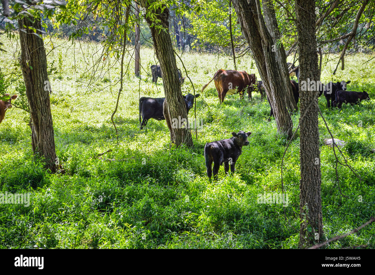 Cows and calf grazing in forest by meadow in countryside farm in ...