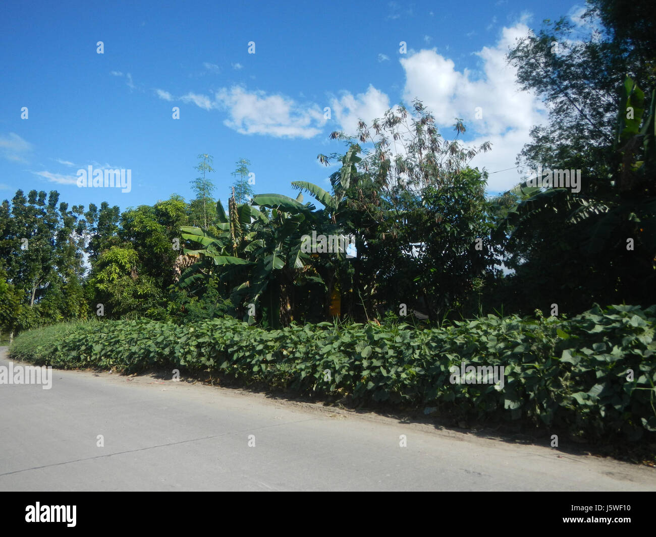 This image depicts the rural agricultural landscape of San Miguel ...
