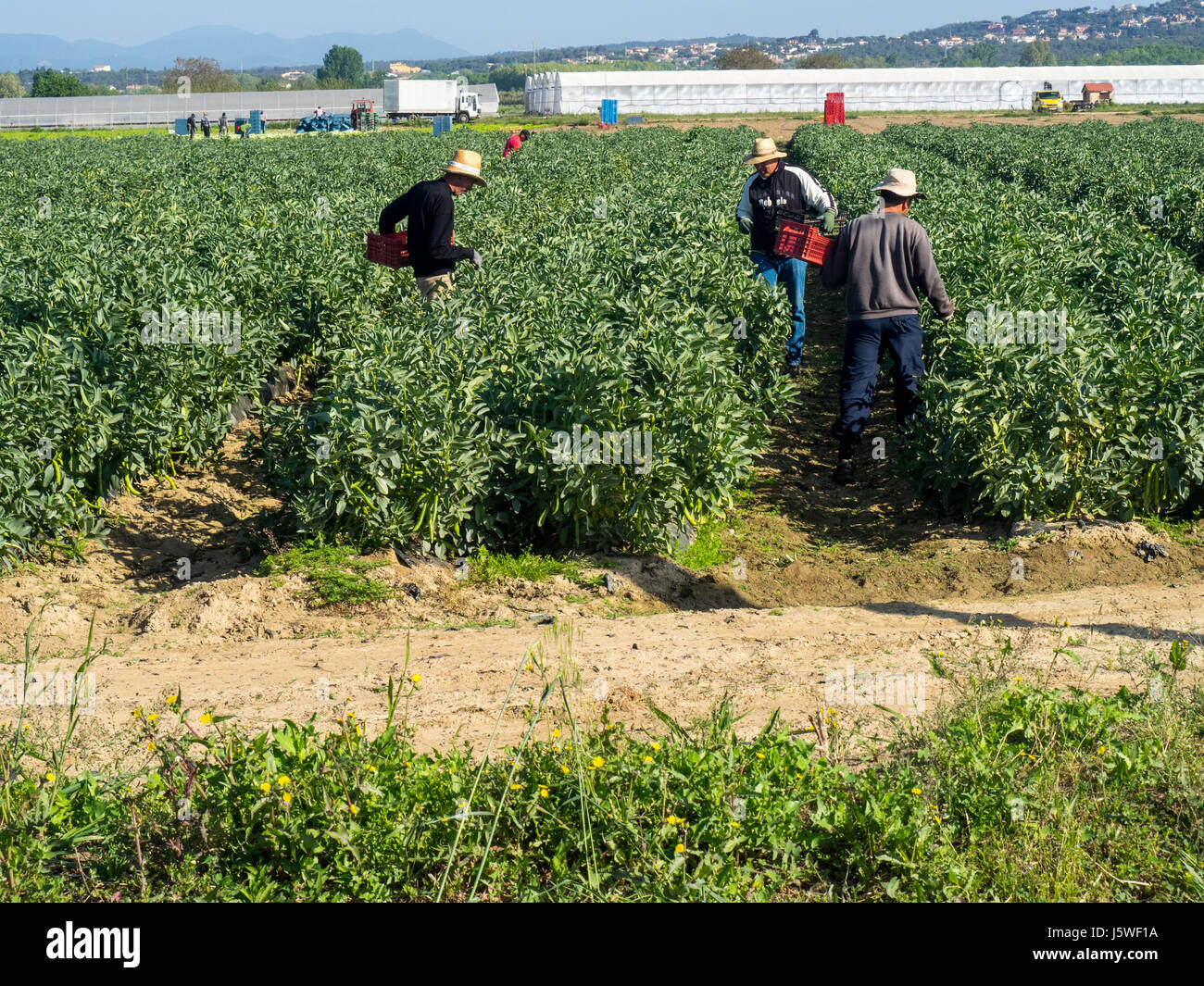 Men harvesting broad beans by hand Stock Photo Alamy