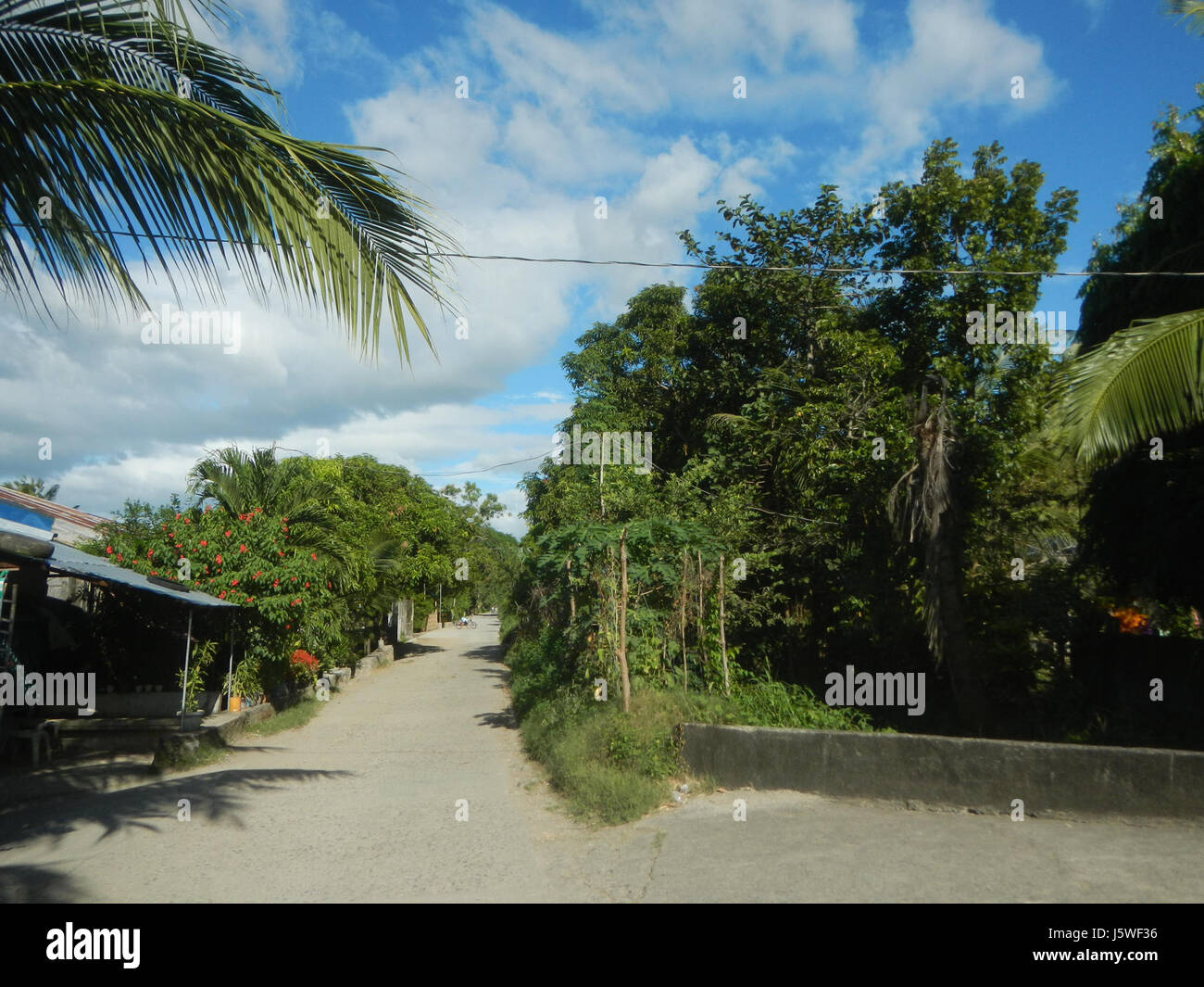 Silang Tree 0201 Paddy fields grasslands trees Bagong Silang San Miguel Bulacan ...