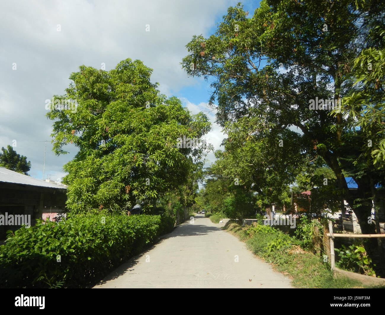 Silang Tree This image captures the rural landscape of Bagong Silang, San Miguel ...