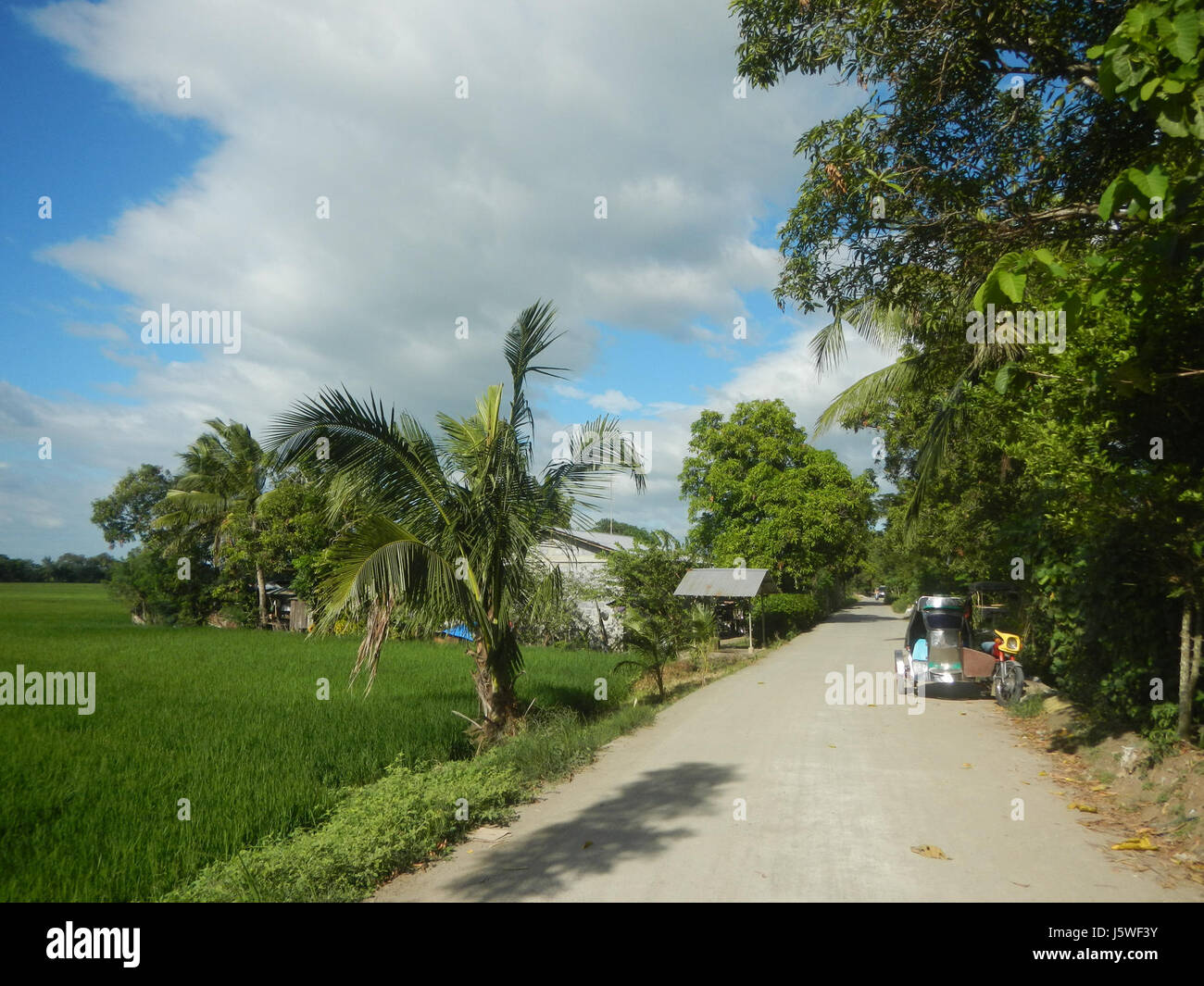 Silang Tree This image depicts the rural agricultural landscape of Bagong Silang ...