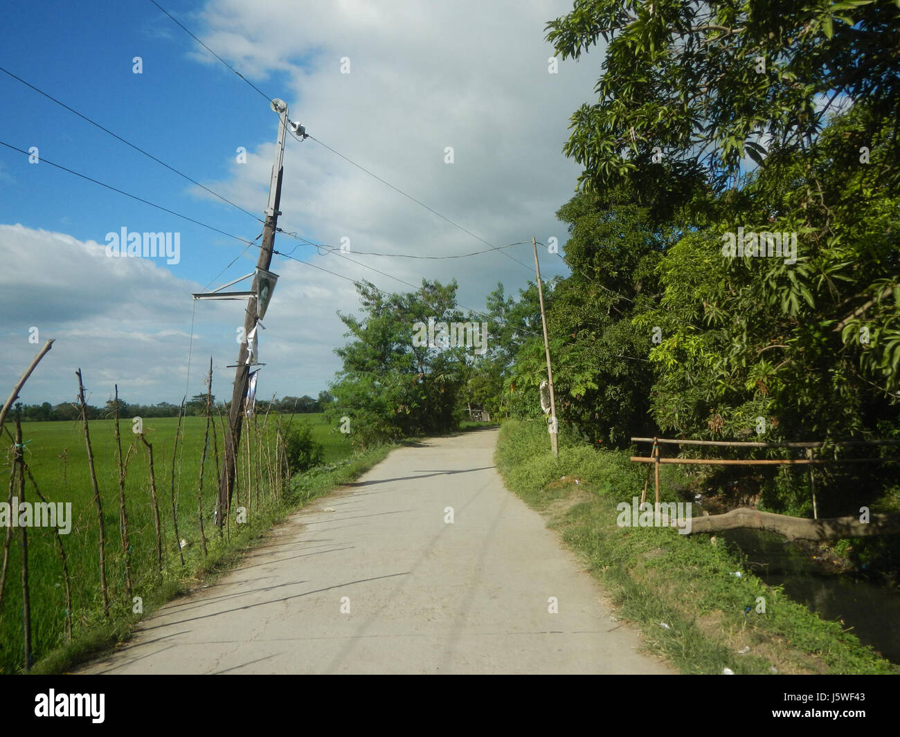 Silang Tree 0229 Paddy fields grasslands trees Bagong Silang San Miguel Bulacan ...