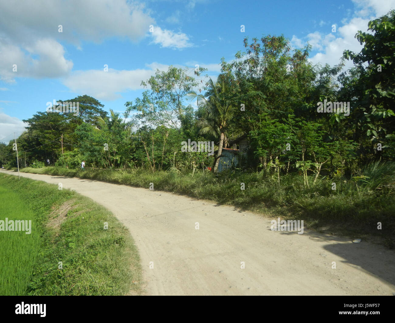 Silang Tree 0255 Paddy fields grasslands trees Bagong Silang San Miguel Bulacan ...