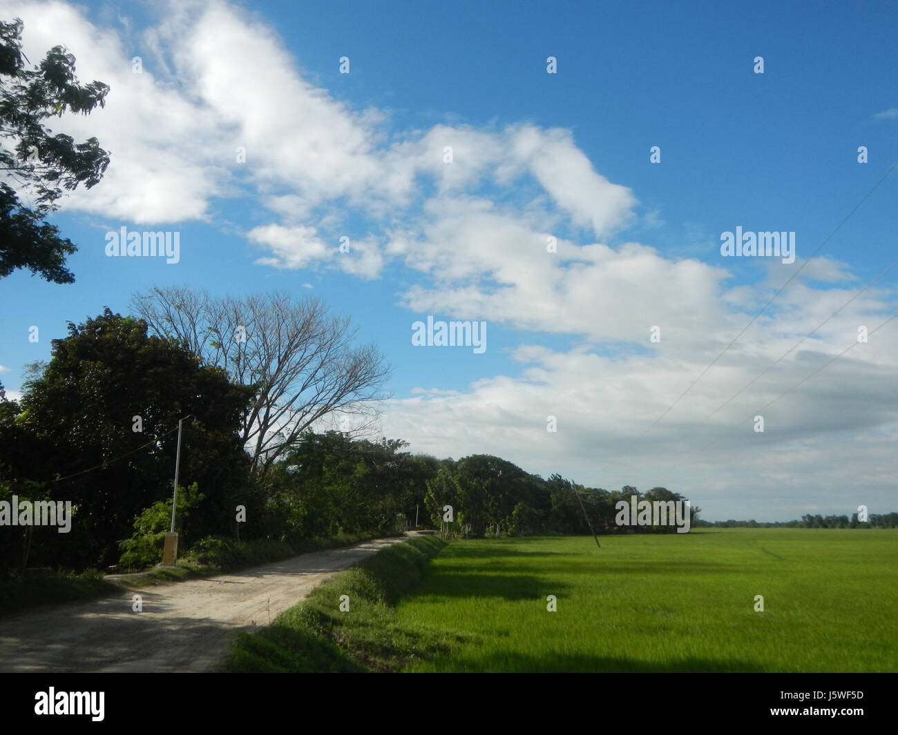 Silang Tree Bagong Silang in San Miguel, Bulacan, is home to expansive paddy fields ...