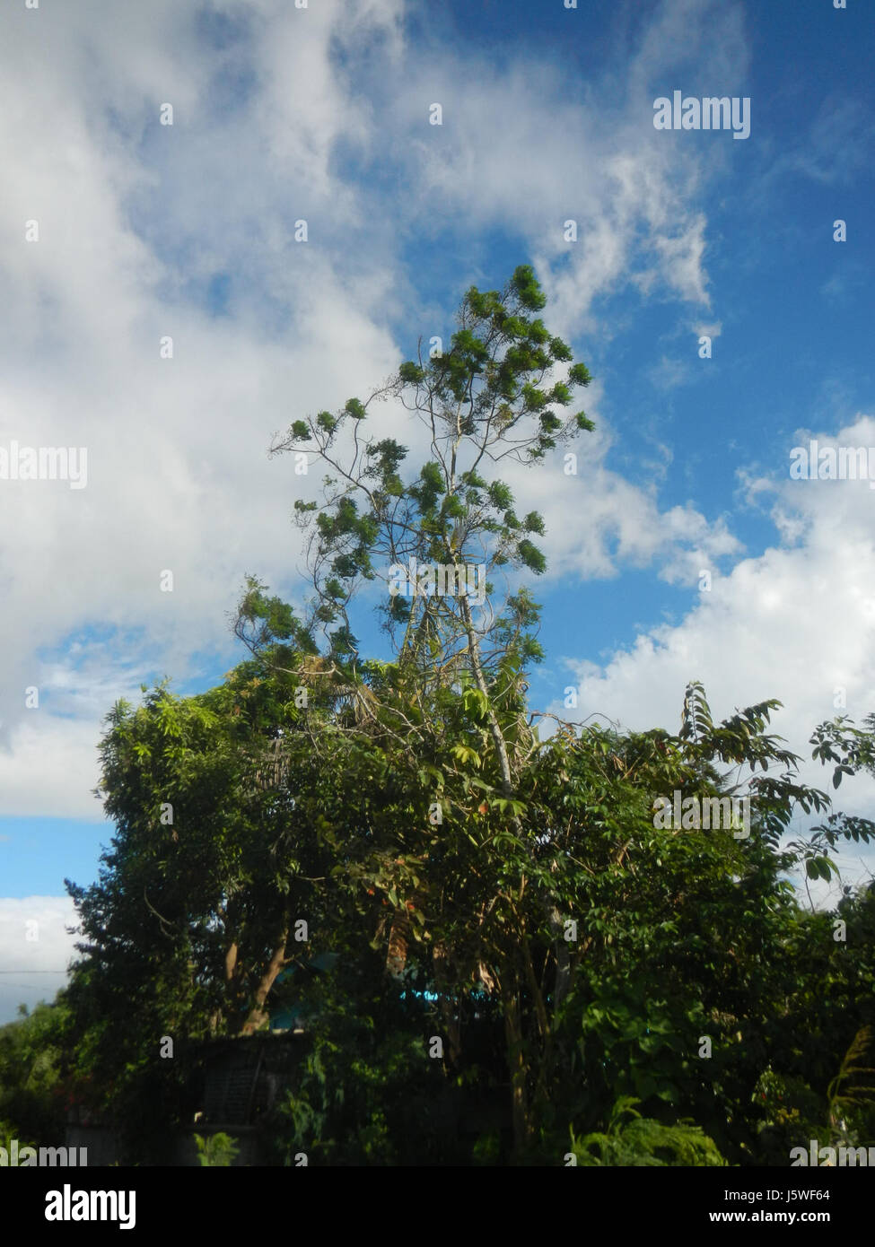 Silang Tree This photograph shows the agricultural landscape of *Bagong Silang ...