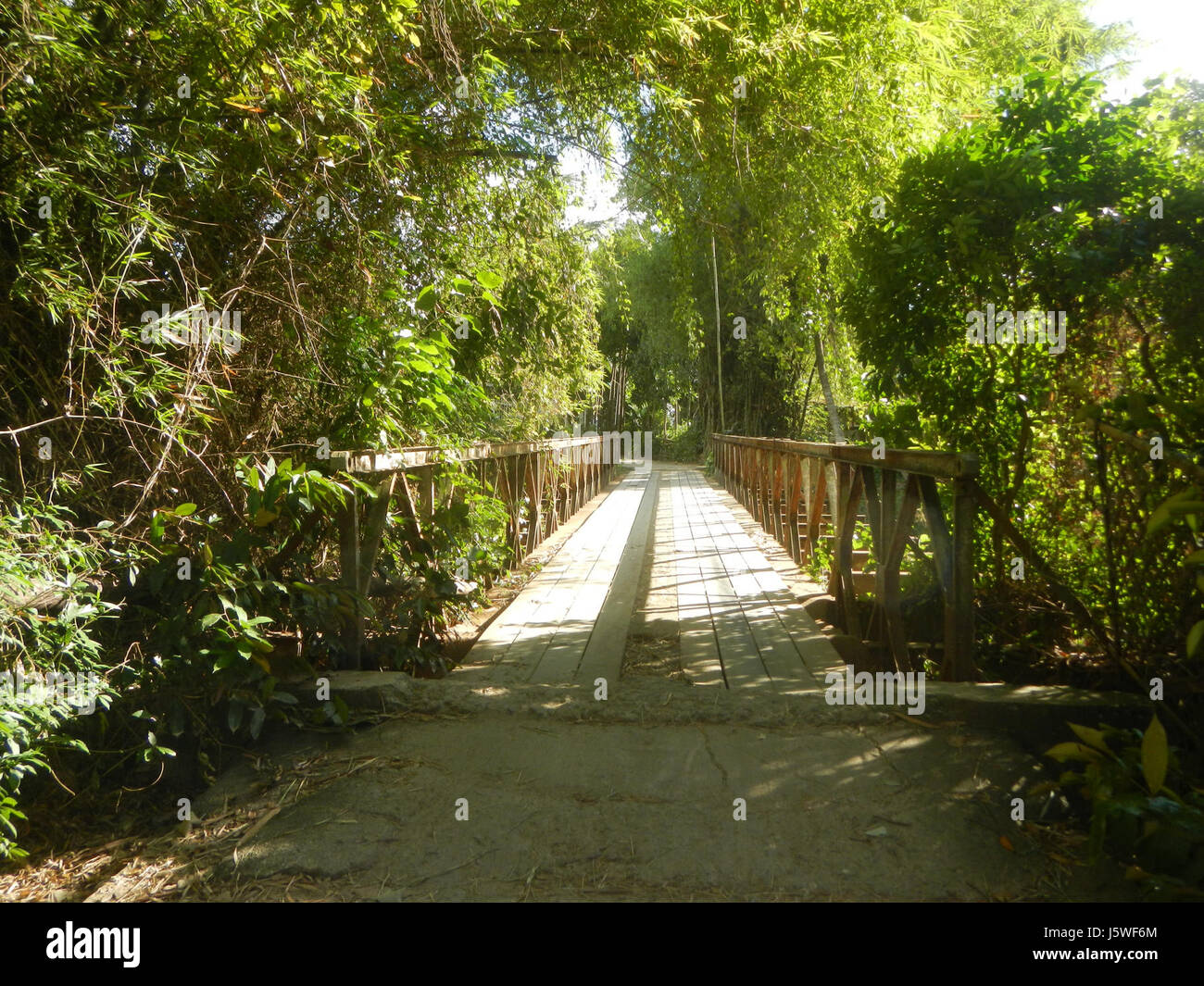 Silang Tree The image depicts the agricultural landscape of Bagong Silang in San ...
