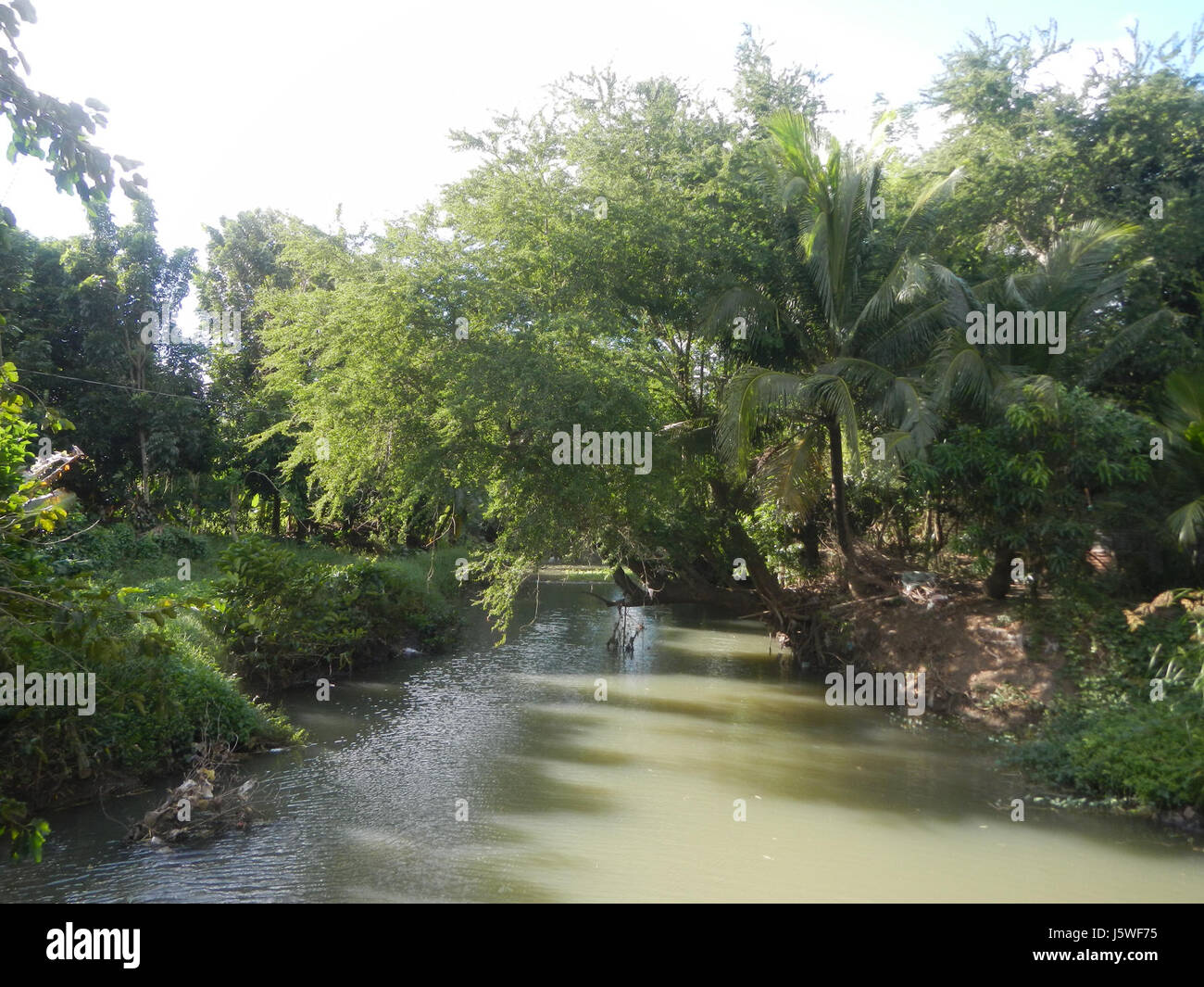Silang Tree The image highlights the rural landscape of Bagong Silang in San Miguel ...