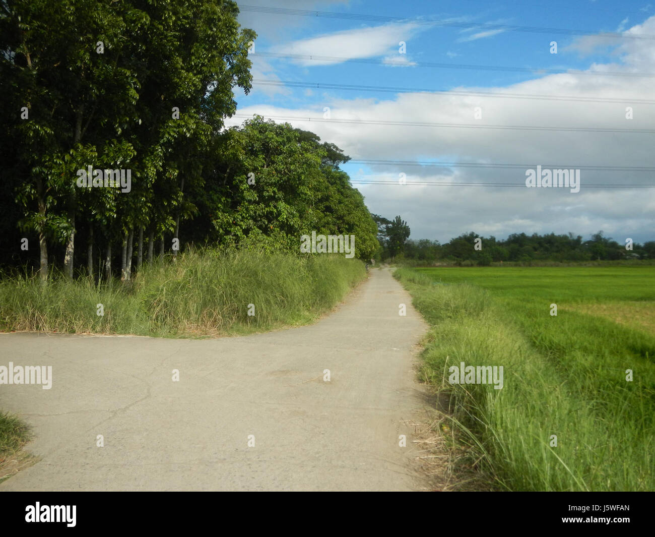 Silang Tree 0411 Paddy fields grasslands trees Bagong Silang San Miguel Bulacan ...