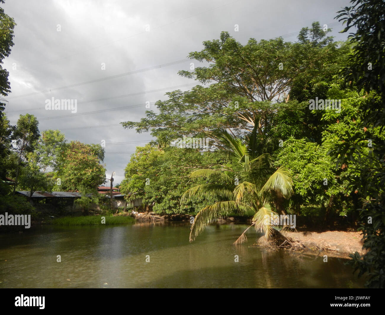 Silang Tree 0436 Paddy fields grasslands trees Bagong Silang San Miguel Bulacan ...