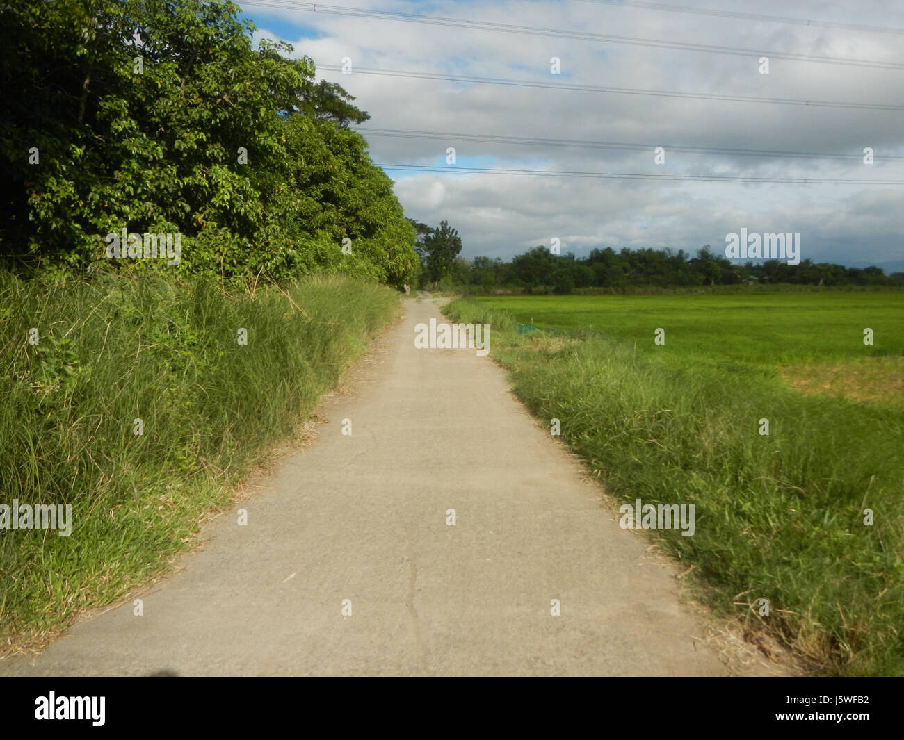 Silang Tree 0436 Paddy fields grasslands trees Bagong Silang San Miguel Bulacan ...