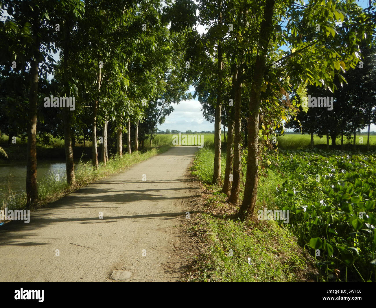 Silang Tree This image depicts the paddy fields, chapel trees, and agricultural ...