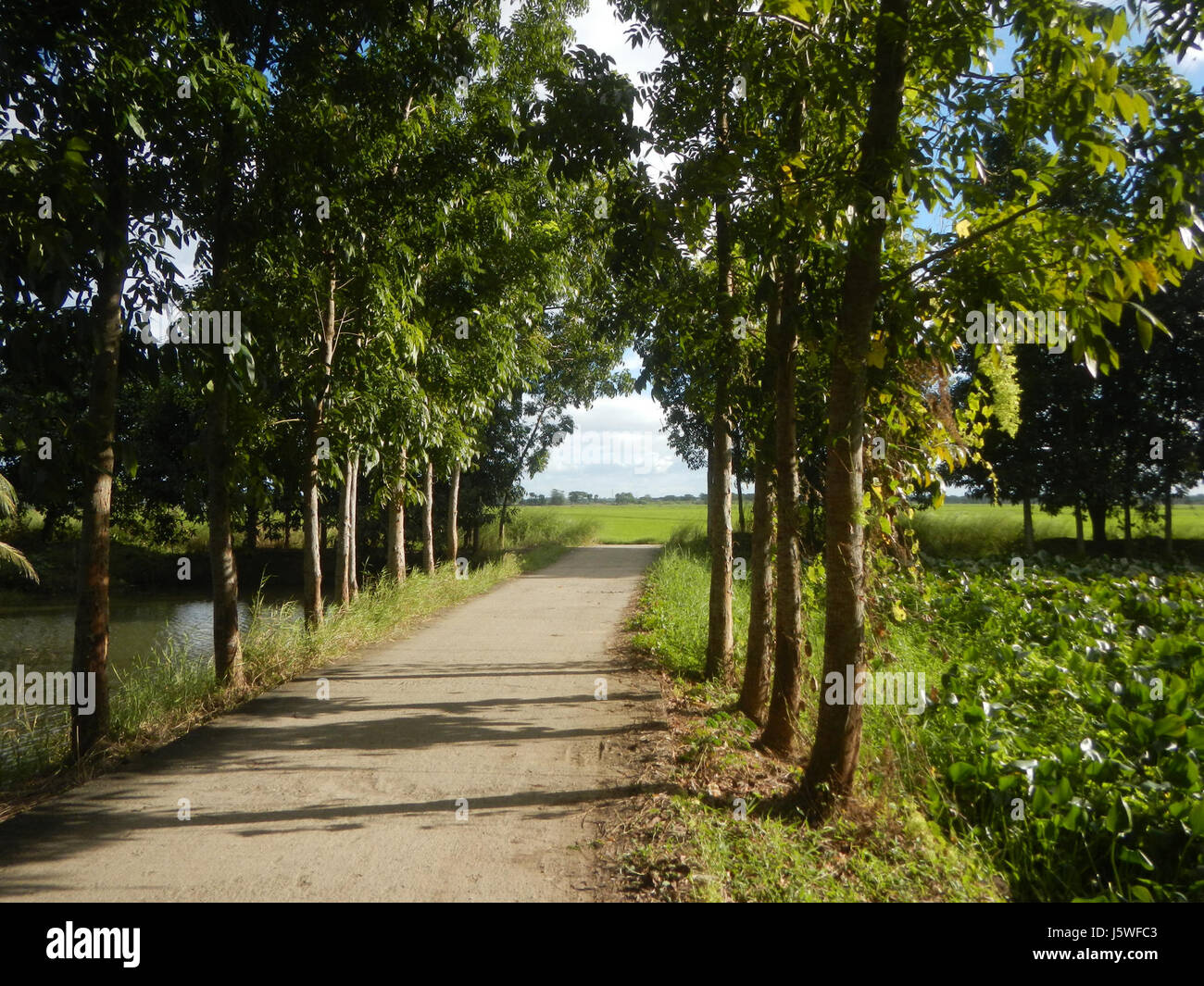 Silang Tree The paddy fields and chapel trees near Bagong Silang in San Miguel ...