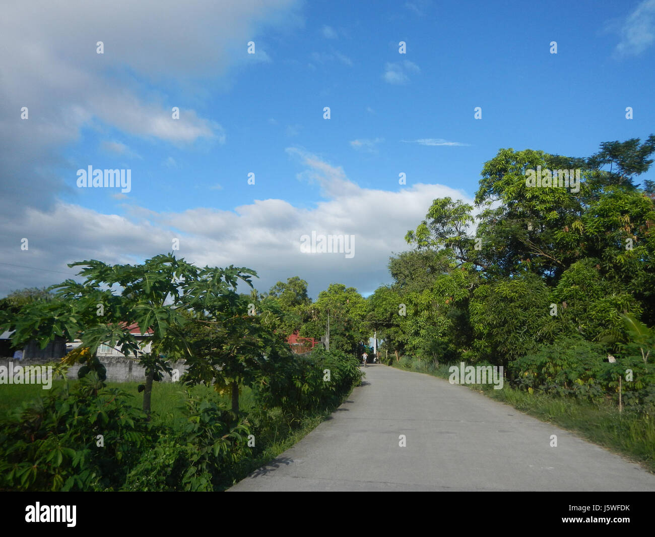 Silang Tree A view of the paddy fields, chapel, and trees in Bagong Silang, San ...