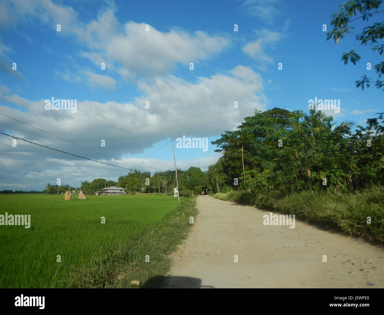 Silang Tree This image shows the agricultural landscape of Bagong Silang in San ...