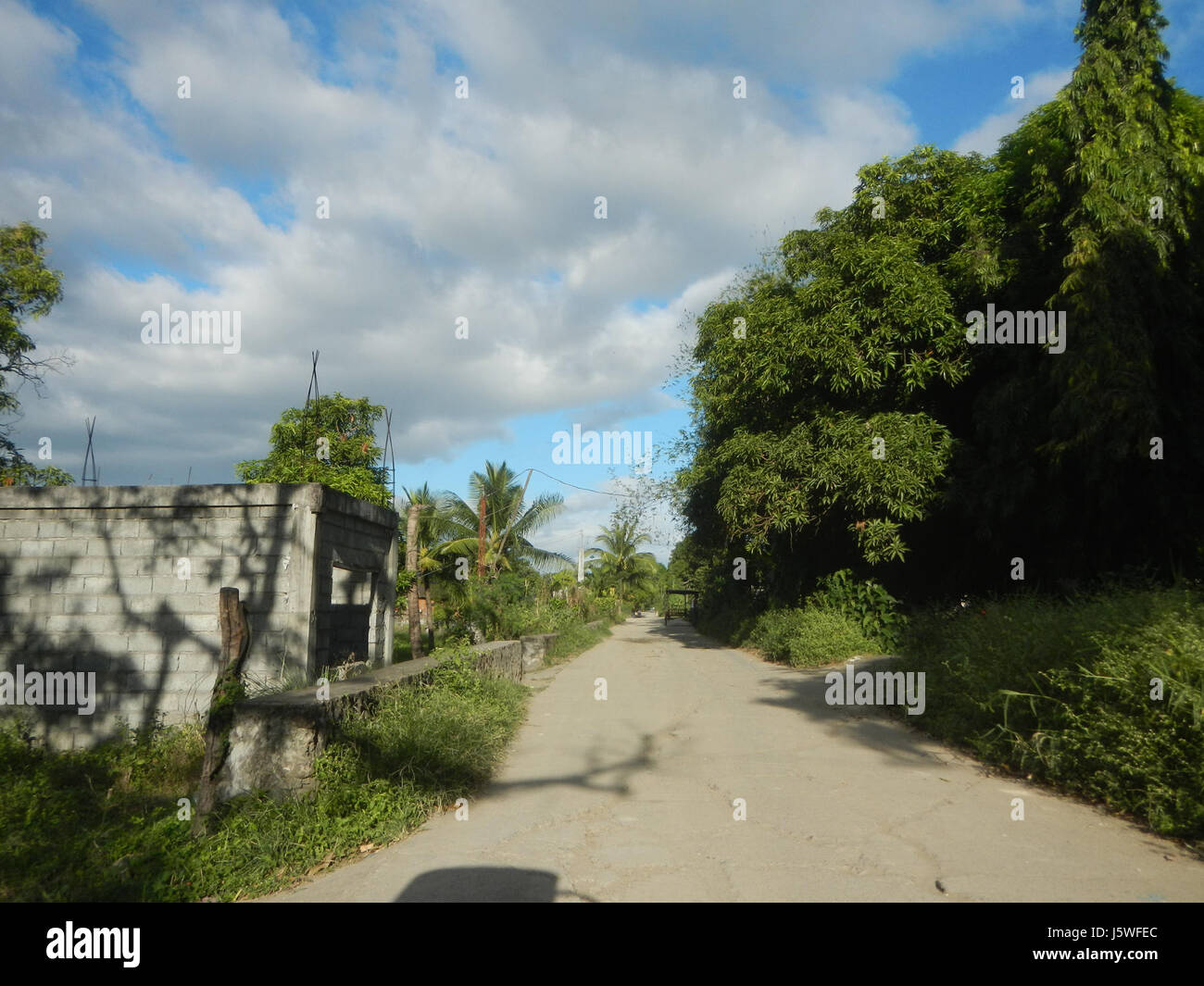 Silang Tree The image depicts the lush paddy fields and trees in Bagong Silang, San ...