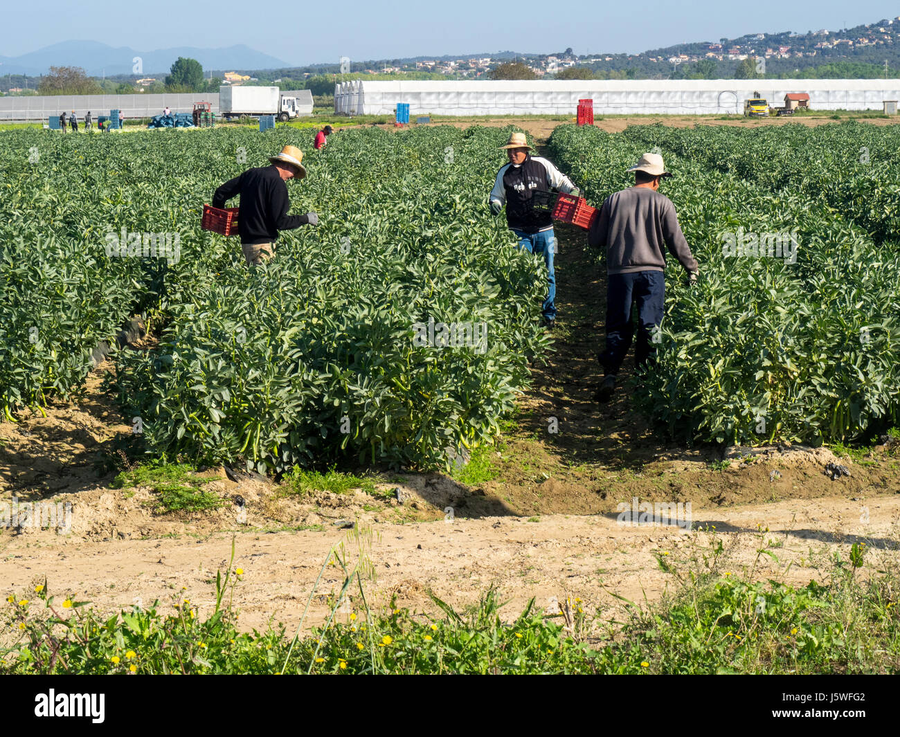 Men harvesting broad beans by hand Stock Photo Alamy