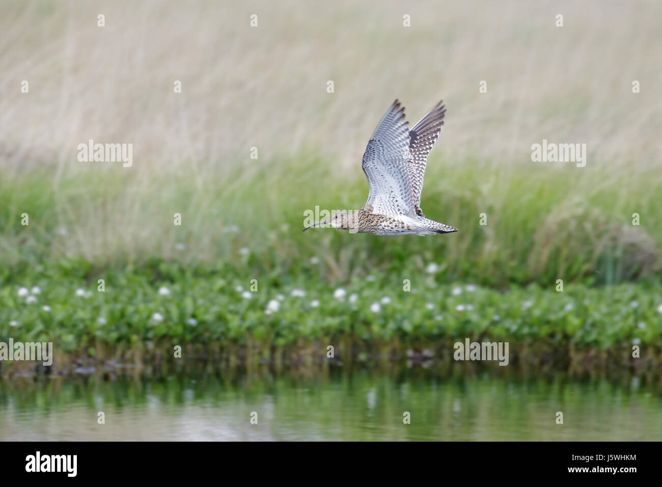 Eurasian Curlew wader (Numenius arquata) flying low over pond bog with cotton grass behind Stock Photo