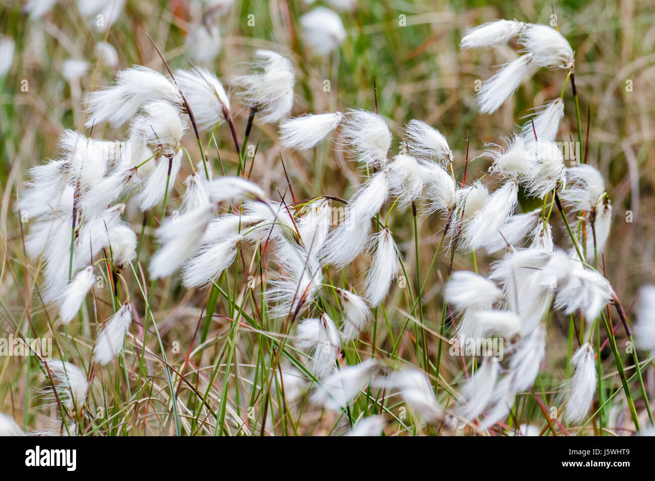 Common Cottongrass Cottonsedge or Bog Cotton (Eriophorum angustifolium) Stock Photo
