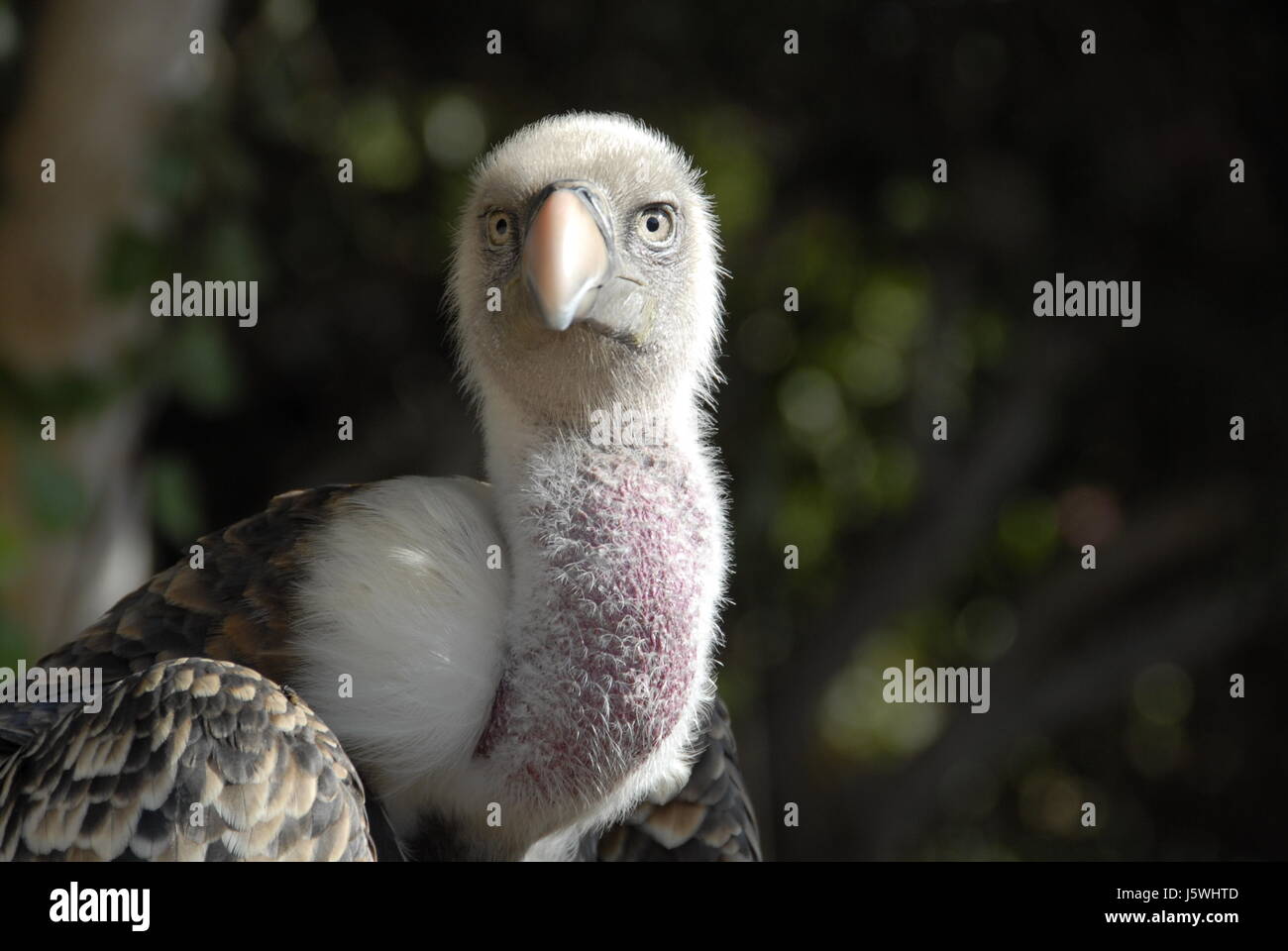 bird asia africa birds europe raptor look glancing see view looking ...