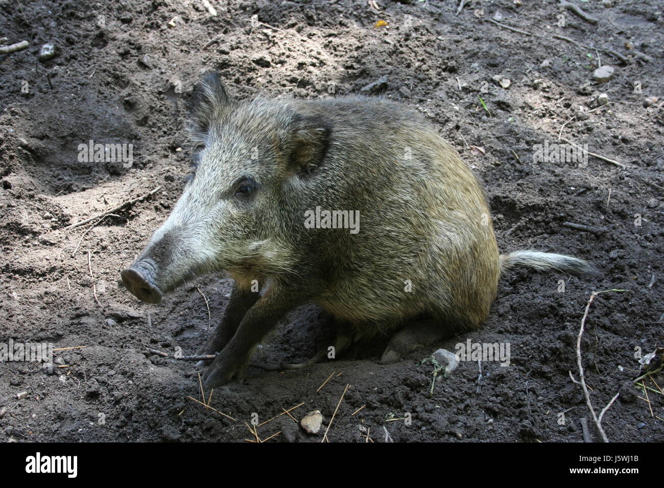 boar Stock Photo