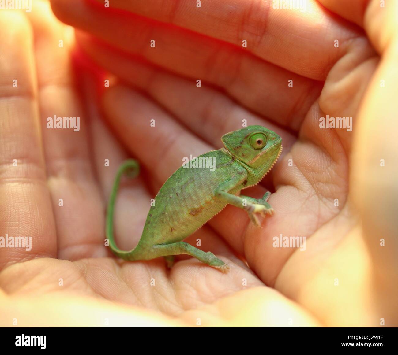 Baby chameleon in your hands Stock Photo