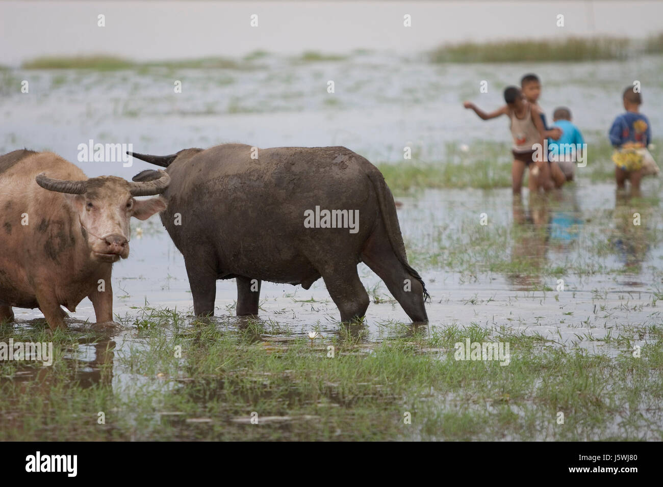 animal asia strong quadruped thailand bovine farm animal cattle hoofed animal Stock Photo
