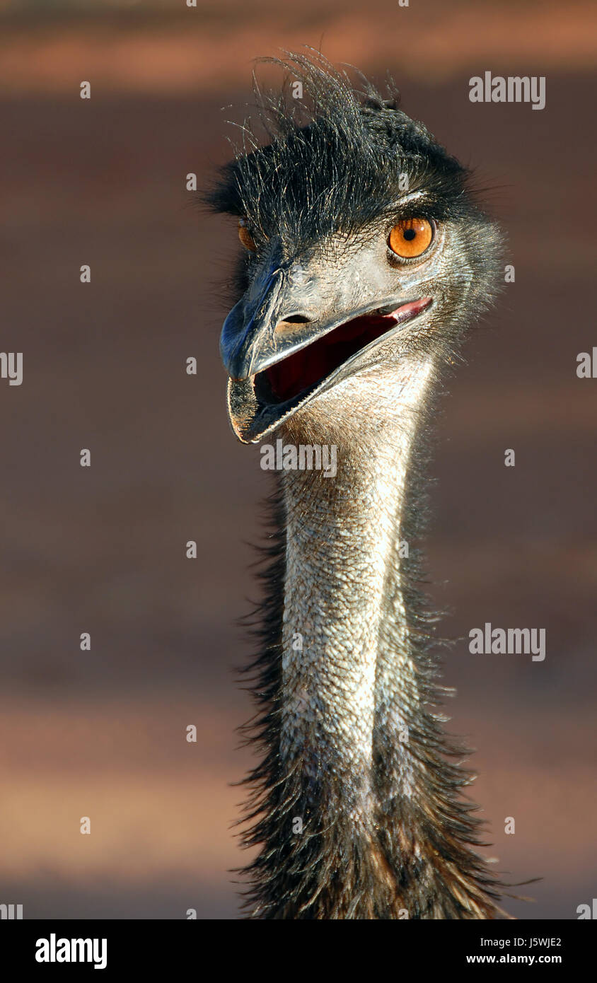 australia wildlife flightless braggarts cursorial birds emu macro close-up Stock Photo
